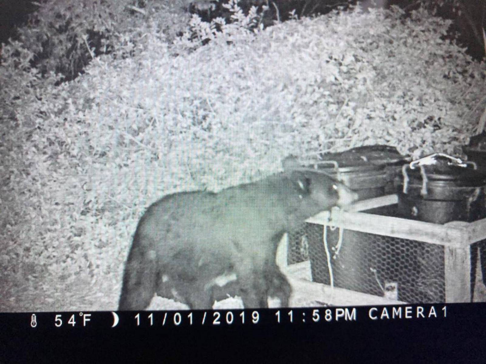 Black bear spotted in Keystone Heights neighborhood – Action News Jax