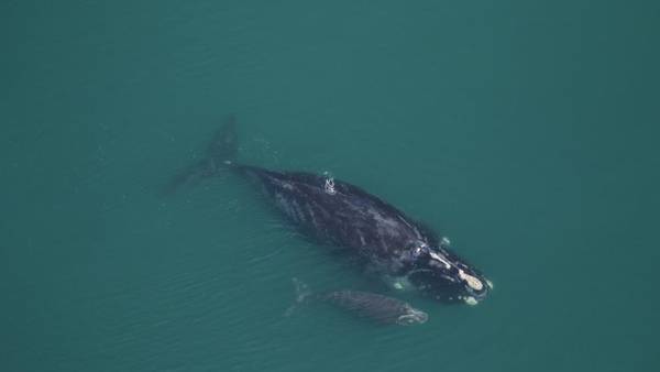 NOAA proposes rule change to protect North Atlantic right whales