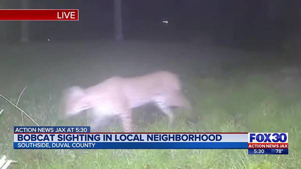 Action News Jax Exclusive: Video shows bobcat sauntering through St. Johns County backyard