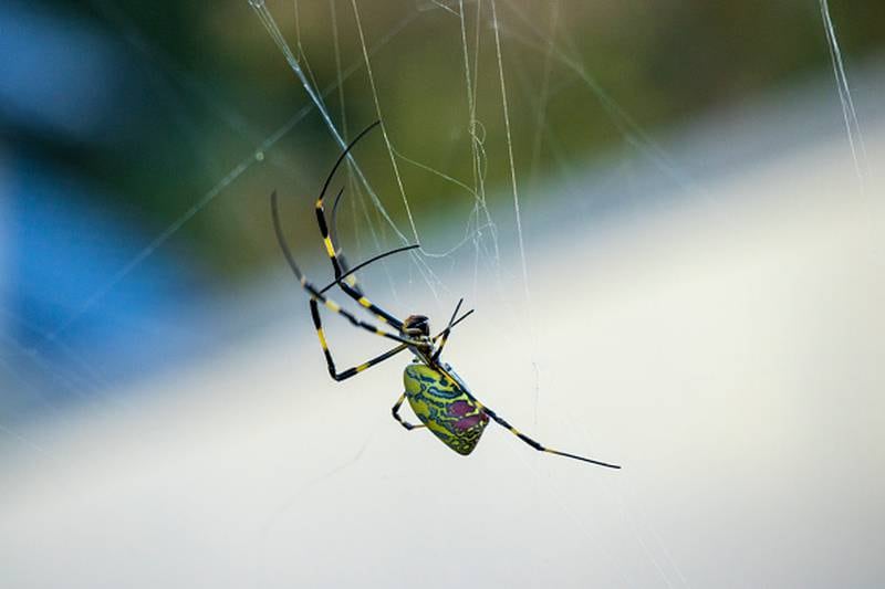 The spider is native to Japan and has been seen in Southeastern states for a while now, though researchers say it is hardy enough to live in colder climates and they may be heading north.
