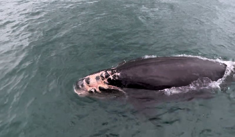 Boaters off the coast of Georgia, South Carolina and northeast Florida are being asked to report sightings of an injured North Atlantic right whale calf.