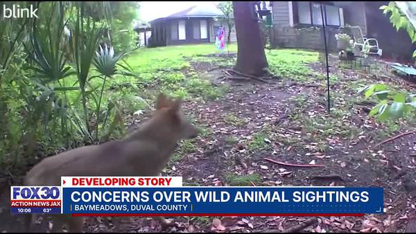 ON CAMERA: Large coyote spotted in Jacksonville neighborhood, neighbor points to troubling trend
