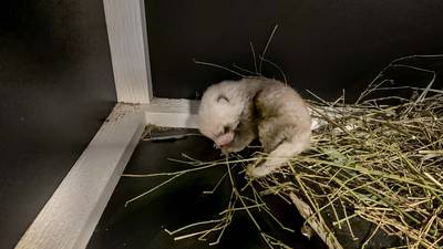 Milwaukee County Zoo welcomes baby red panda