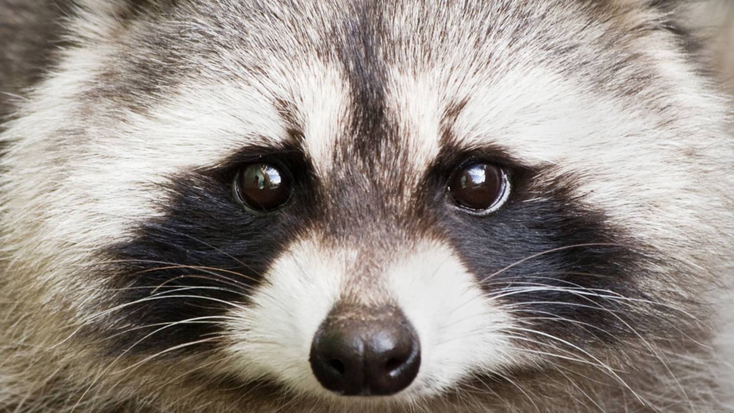 Racoon brought into a bar in North Dakota; Rabies alert issued over possible exposure