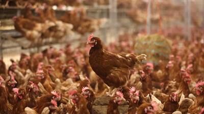 Bird flu: CDC sets up dashboard to track spread of H5N1 avian influenza virus 