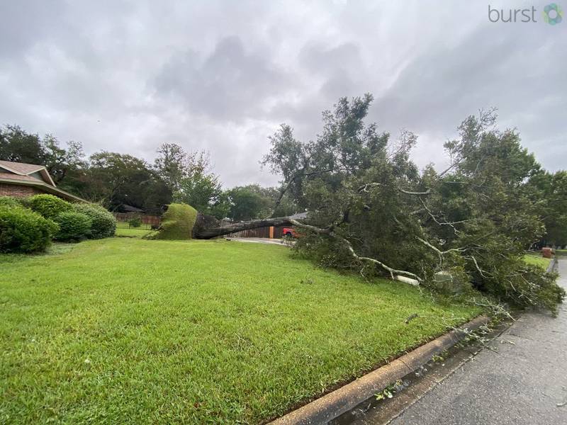 Fallen tree in Jacksonville