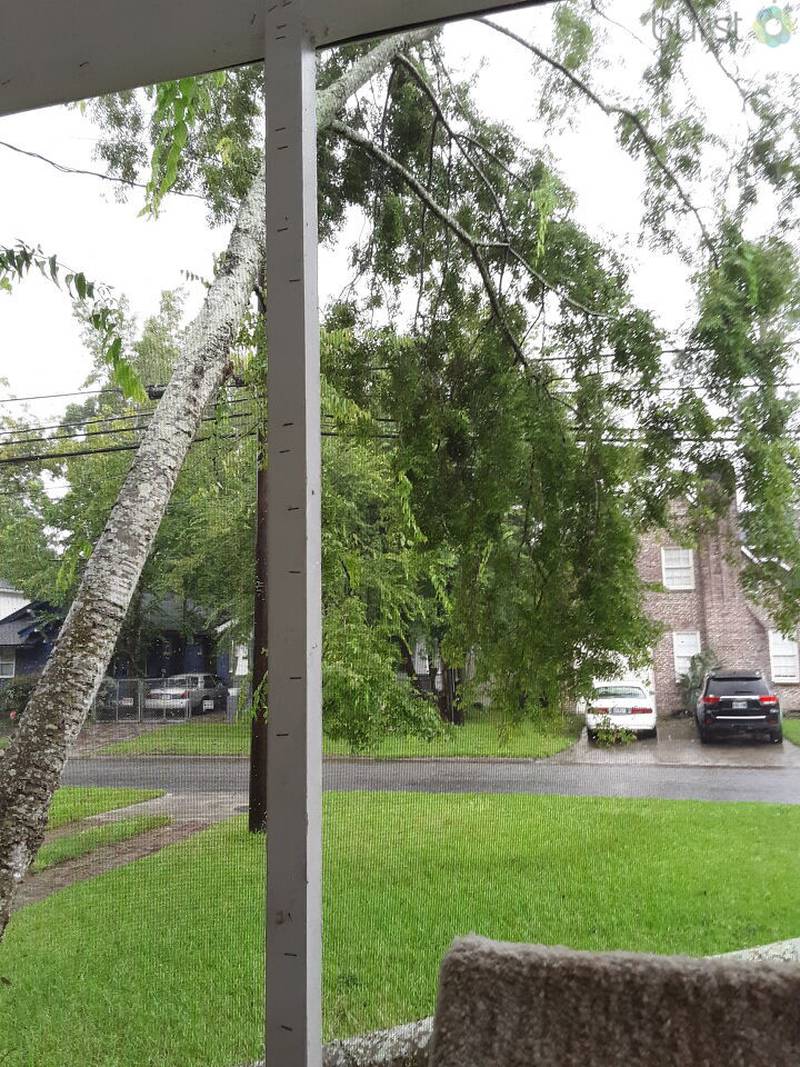 This tree is leaning against power line on College Street.