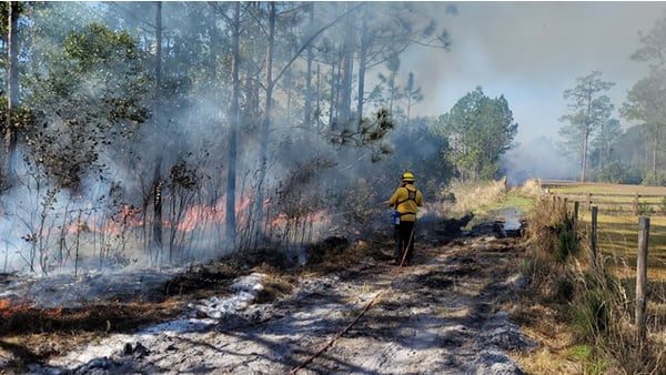 Prescribed fire at J.P. Hall Bayard Point Conservation Area in Clay County