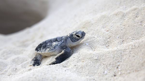 Sea turtle nests wiped out by Hurricane Ian