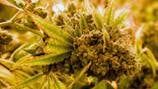 Authorities move to reclassify marijuana as less dangerous drug