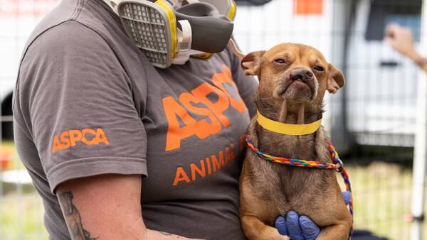Photos: ASPCA helps Union County deputies rescue more than 50 dogs, cats from ‘filthy conditions’