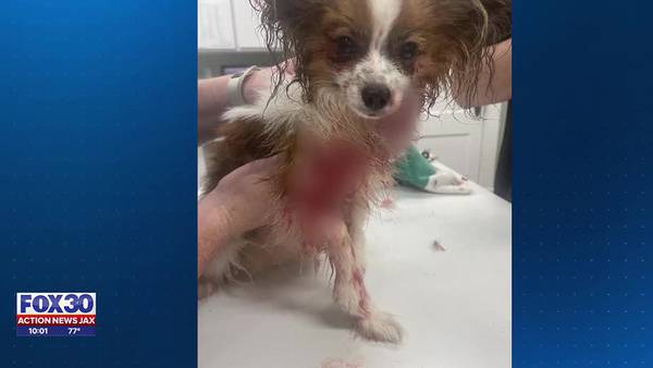 Local man injured, his puppy loses front leg after reported dog attack in Ponte Vedra