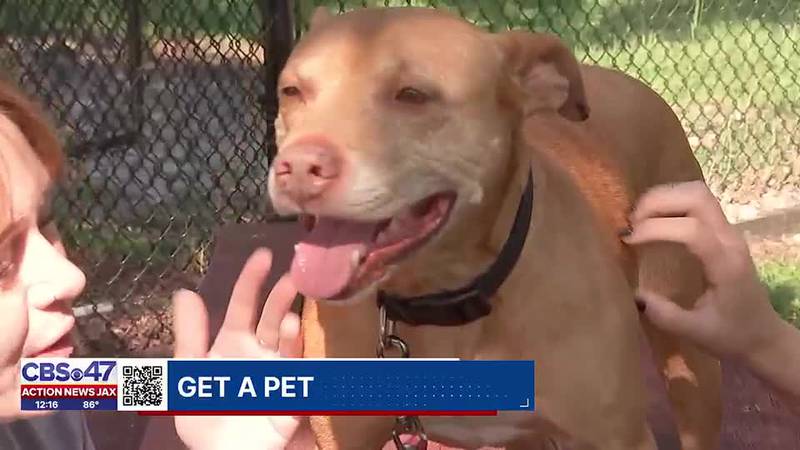 Get a Pet: Meet Jilly