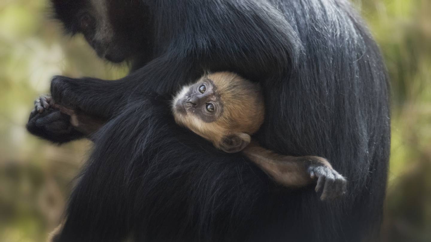 This Incredibly Rare Baby Monkey Was Just Born at an Ohio Zoo— See