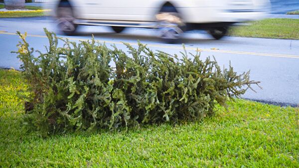 Palatka’s yard waste pickup to include Christmas Trees on Friday