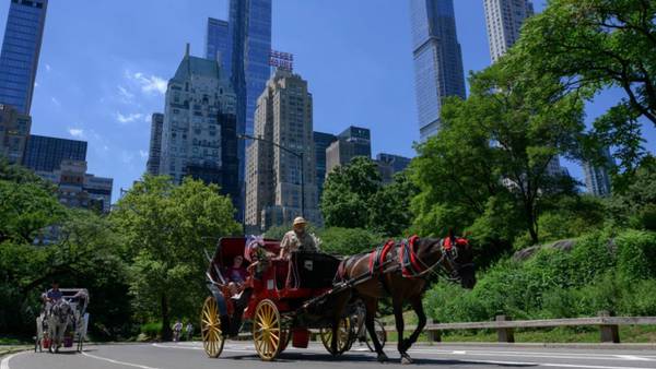 ‘I heard this thud’: Carriage horse collapses on NYC street