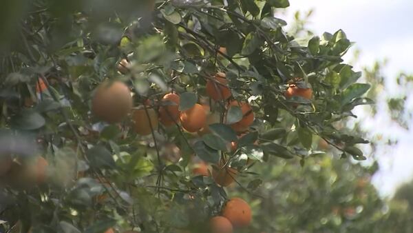 Citrus production at an eight-decade low