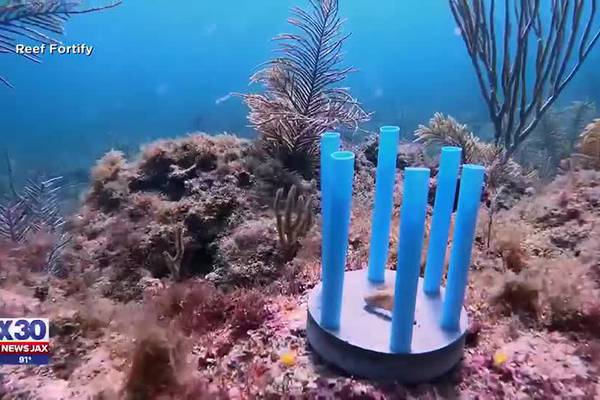 Straws to save coral reefs