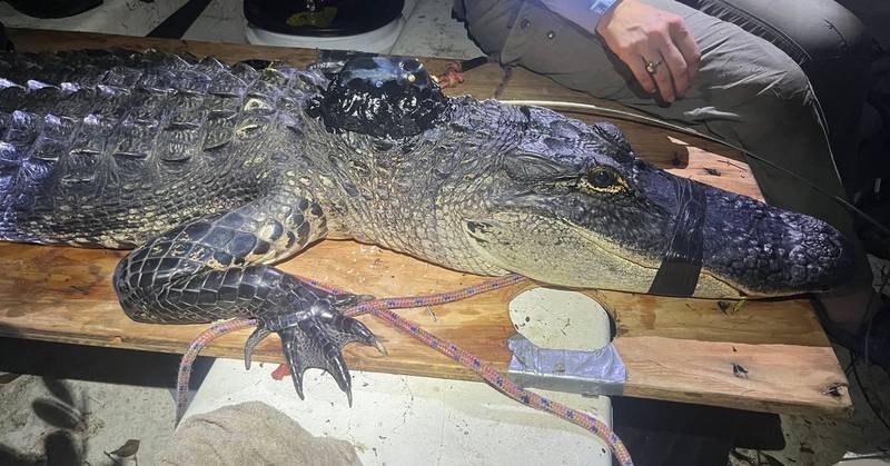 This Georgia gator was recently moved out of his territory after a larger male moved him out, according to researchers