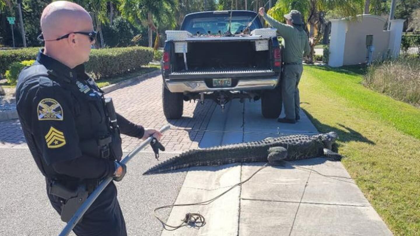 See ya later Alli-gator': Police help wrangle a 10 foot long, over 400  pound alligator in Florida – Action News Jax