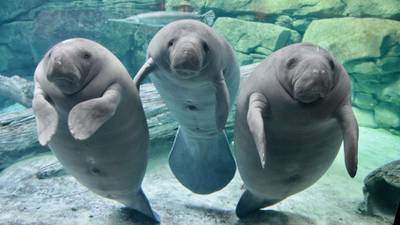 Orphaned manatees to return to Florida after receiving treatment in Ohio