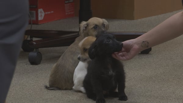 Putnam County to hold adoption event for dogs and puppies rescued in Interlachen home