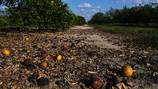 Hurricane Milton to cause ‘unprecedented financial strain’ on Florida’s already struggling farmers