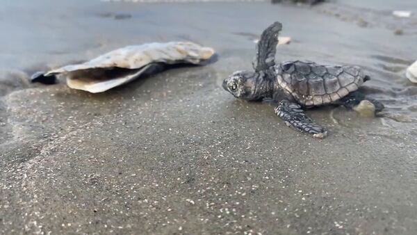 St. Johns County Beaches’ Sea Turtle and Beach Stewardship Program volunteers needed