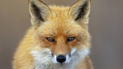 Hilliard non-profit asking for community’s help in rescuing foxes from fur farms