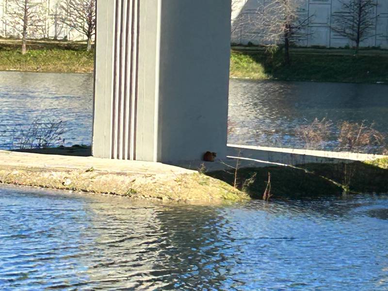The couple spotted the cat in the middle of a retention pond while waiting in traffic from a semi-truck accident near McDuff exit.