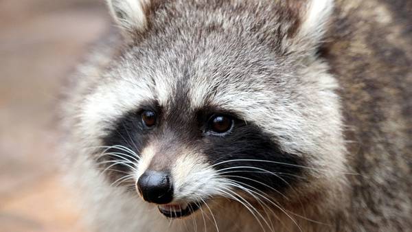 Rabies alert issued for Columbia County after dog, raccoon test positive for the disease