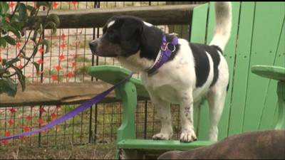 Clay County officials urge pet owners to prepare emergency kits for pets