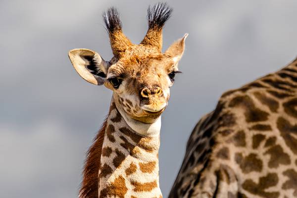 Newborn giraffe dies at San Diego Zoo Safari Park