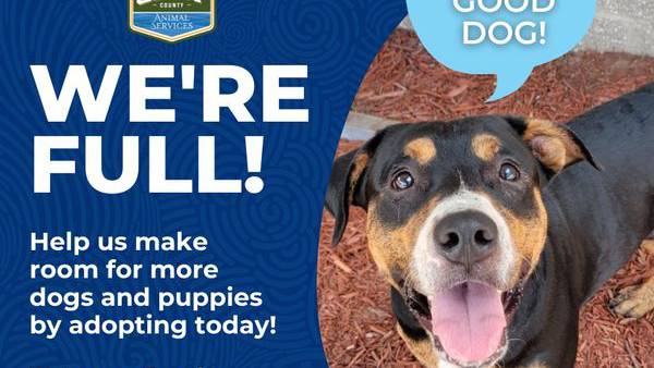 Kennels are completely full; Clay County needs adopters ASAP