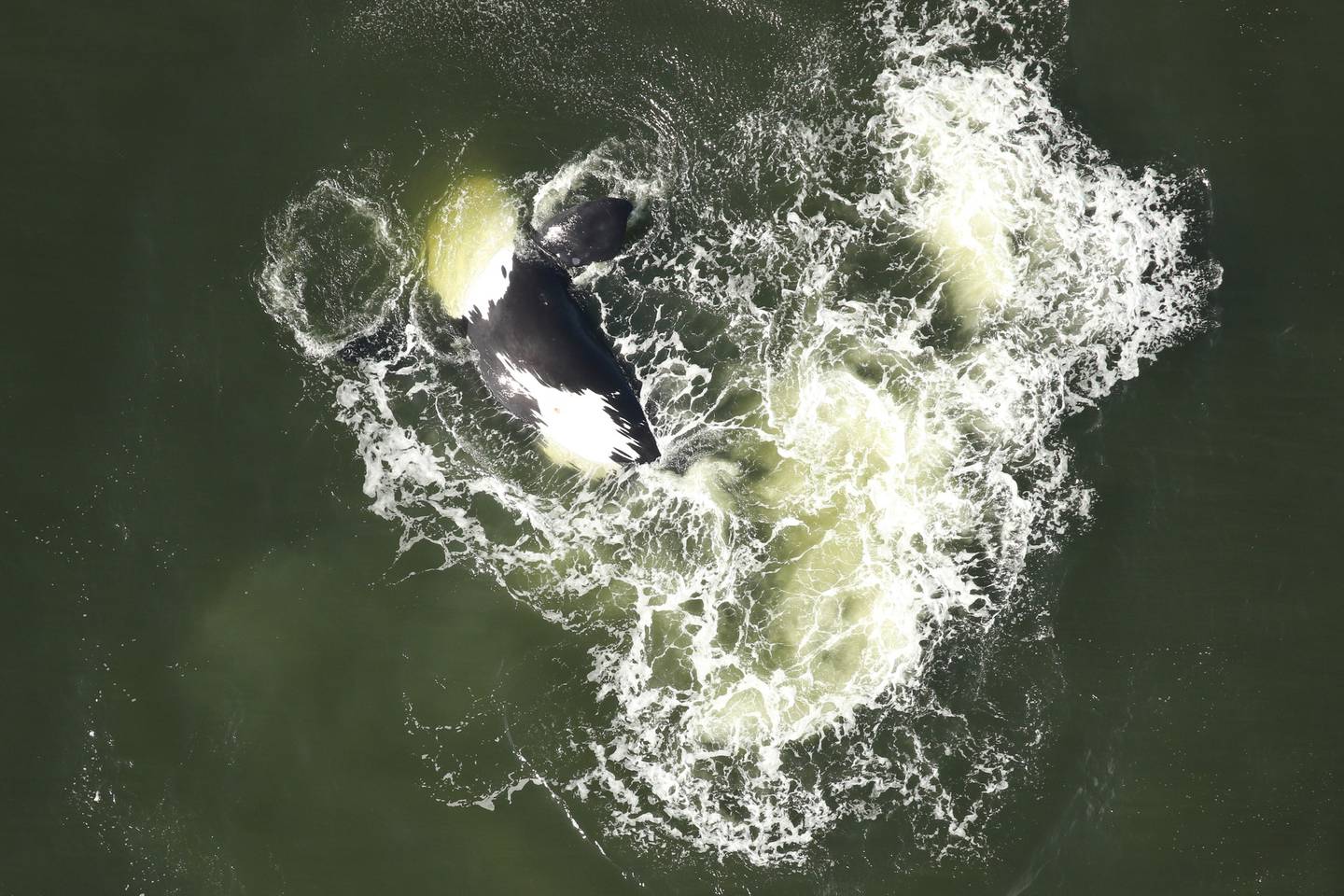 Most right whales have solid black underbelly's but catalog #1208 rolled over showing her unique, white underbelly.