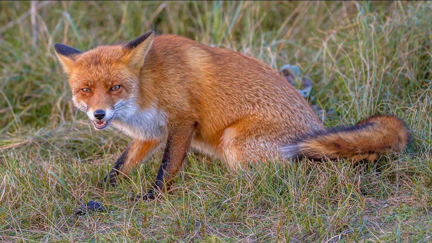 SPOTTED: Foxes running on beach in Ponte Vedra; FWC says keep small pets  and kids away – Action News Jax