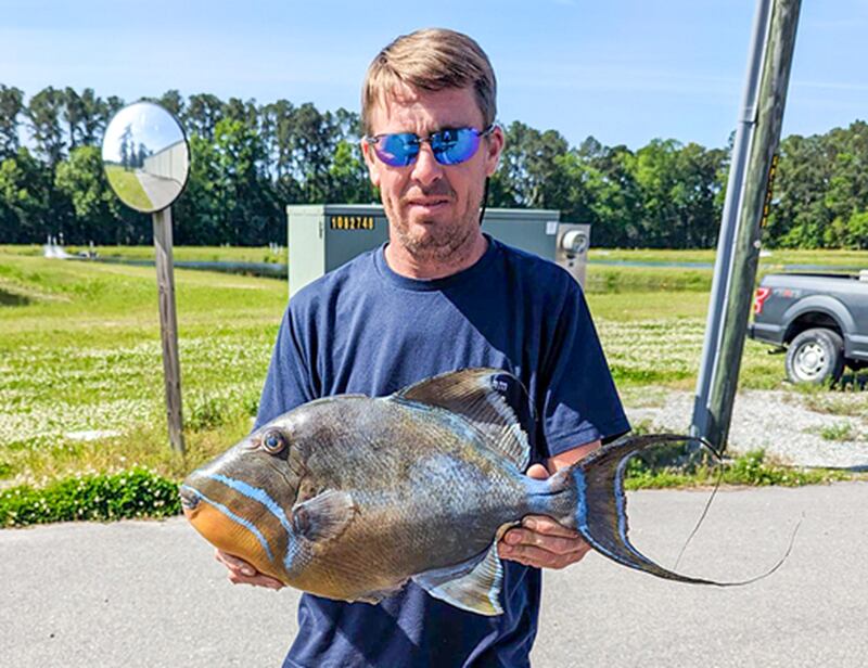 Less common Queen Triggerfish added to state record books with Richmond Hill man's catch.