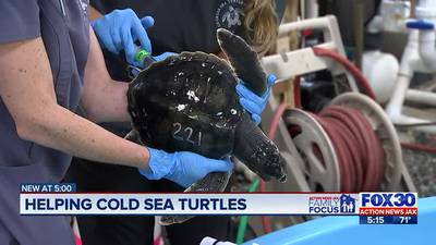 Georgia rescue center offers symbolic adoption program to rehabilitate cold-stunned turtles