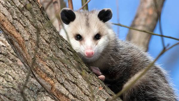 Daring opossum rescue on the Mathew’s Bridge