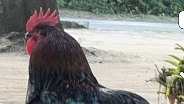 St. Johns County BBQ restaurant asking for the safe return of ‘Tip Toe’ the rooster