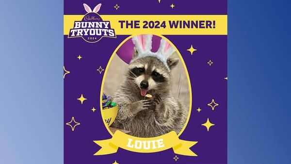 2024′s Cadbury bunny is a raccoon? Meet Louie, this year’s lucky pet