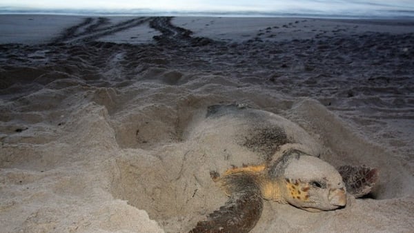 Sea turtle nesting season set to begin on May 1st in St. Johns County