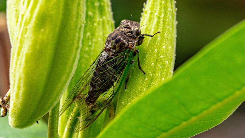 Starting later this month, cicadas are expected to start emerging around the United States.