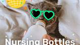 Nursing bottles needed for kittens at Jacksonville Humane Society
