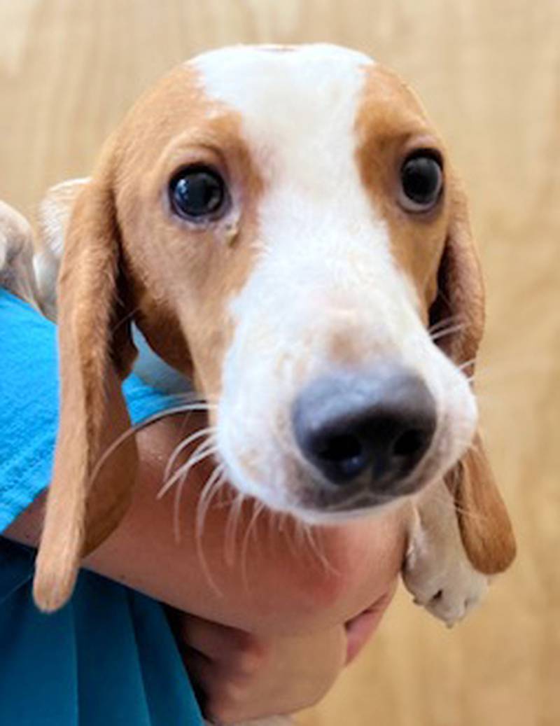 Beagles rescued from mass breeding facility in Virginia arrive at the Nassau Humane Society in Fernandina Beach Wednesday night. The 10 dogs are all 7-month-old males.