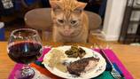 Cat that TSA officers rescued from suitcase headed to Florida, enjoyed Thanksgiving meal back home