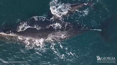 The good and bad; Georgia DNR provides updates on right whale activity in our area