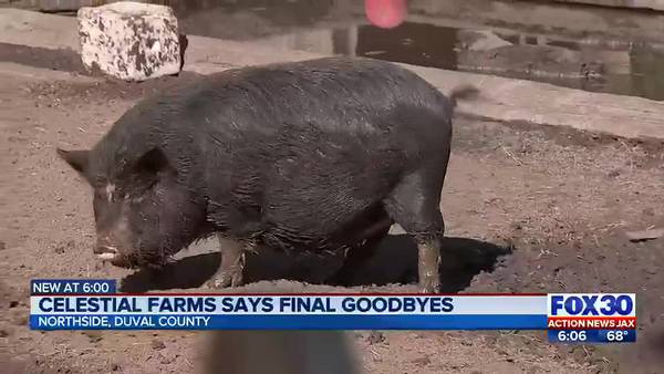 ‘It’s not an easy day’: Celestial Farms says goodbye, animals will be rehomed