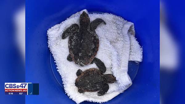 Strong winds blow trash and baby sea turtles onto Mickler’s Landing