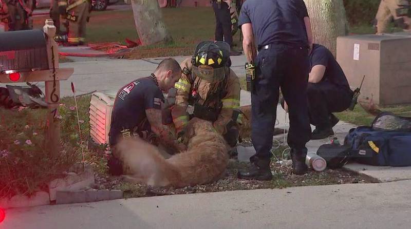 JFRD treats dogs rescued from the home.